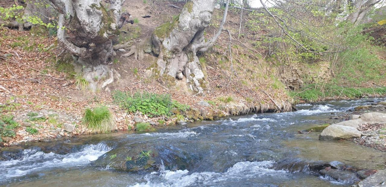 Pensiunea Elena Vistisoara Exteriér fotografie